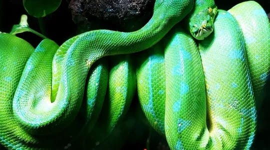 Grønn slange